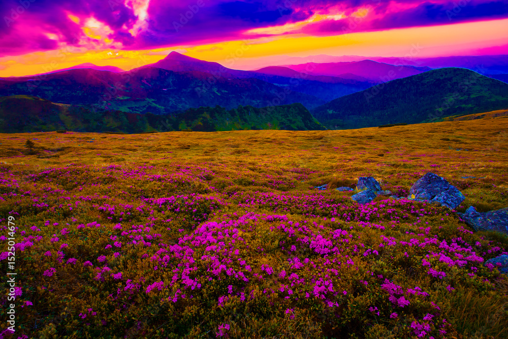 panoramic scene, wonderful blooming season, plantation summer red pink rhododendrons flowers on the hills of Carpathian mountains, Chornohora (Chornogora) range, June, Transcarpathian region, Ukraine panoramic scene, wonderful blooming season, plantation summer red pink rhododendrons flowers on the hills of Carpathian mountains, Chornohora (Chornogora) range, June, Transcarpathian region, Ukraine