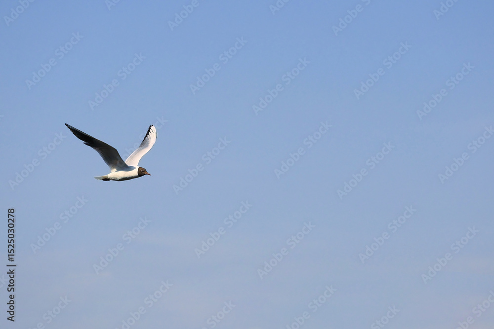Obraz premium A Single Seagull, Possibly Black Headed Gull, Soaring High And Alone In A Vast Expanse Of Clear Blue Sky.