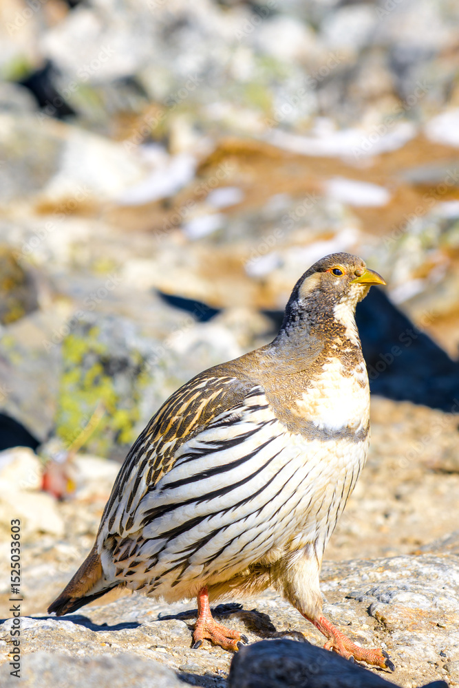 Aves del Himalaya Aves del Himalaya
