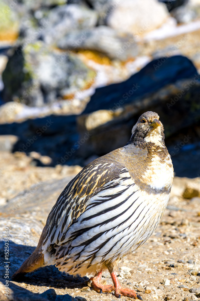Fototapeta premium Aves del Himalaya
