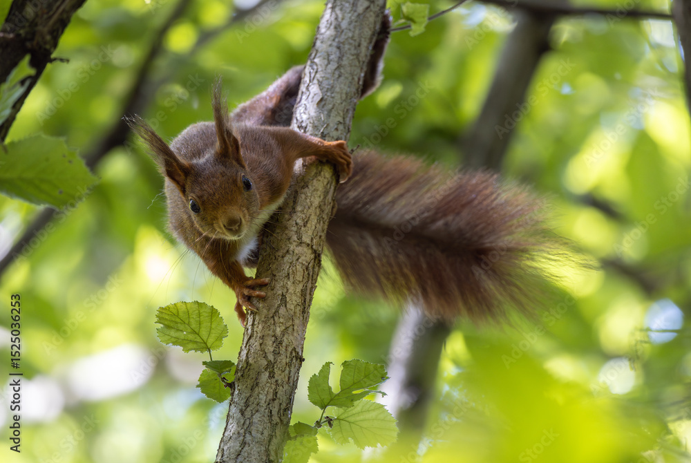 squirrel on tree squirrel on tree