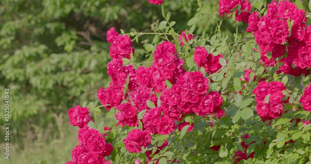 Red Roses in Full Bloom in a Garden Setting Red Roses in Full Bloom in a Garden Setting