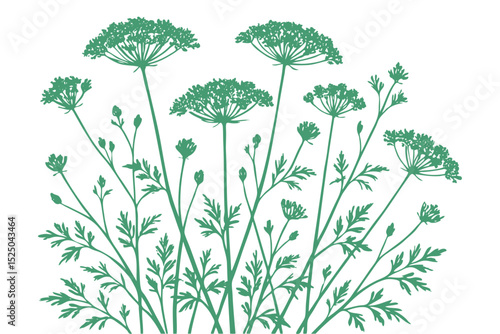 Green silhouette of delicate umbelliferous plants like dill or wild carrot. Botanical vector art. Ideal for nature, garden, or herbal design element.