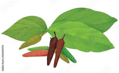 Long Pepper Spice Herb for Culinary Illustration