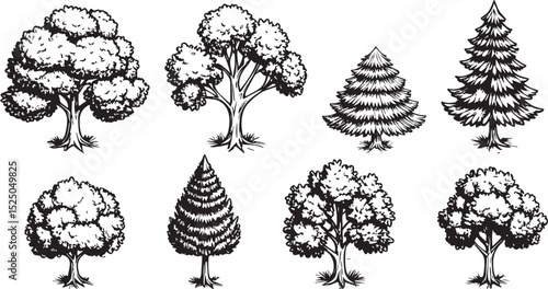 Black and White Forest Elements: Vintage Tree Illustrations
