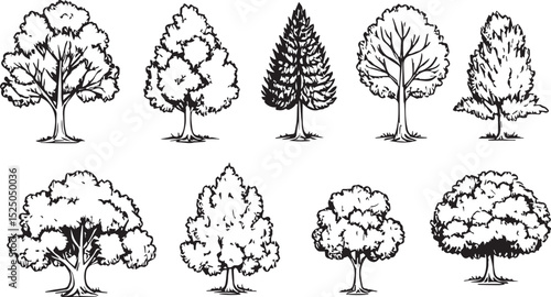 Black and White Forest Elements: Vintage Tree Illustrations
