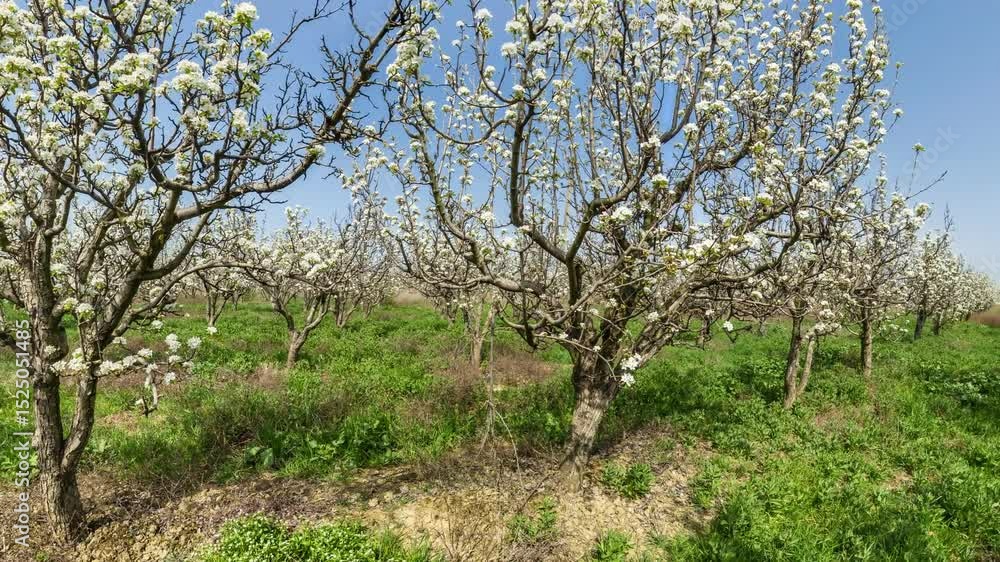 Orchard, Trees, Spring: Blooming Orchard Trees in Spring, showcasing the beauty of nature in its blooming season. Orchard, Trees, Spring: Blooming Orchard Trees in Spring, showcasing the beauty of nature in its blooming season.