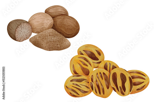 Nutmeg Mace and Nutmeg Seed Spice Illustration