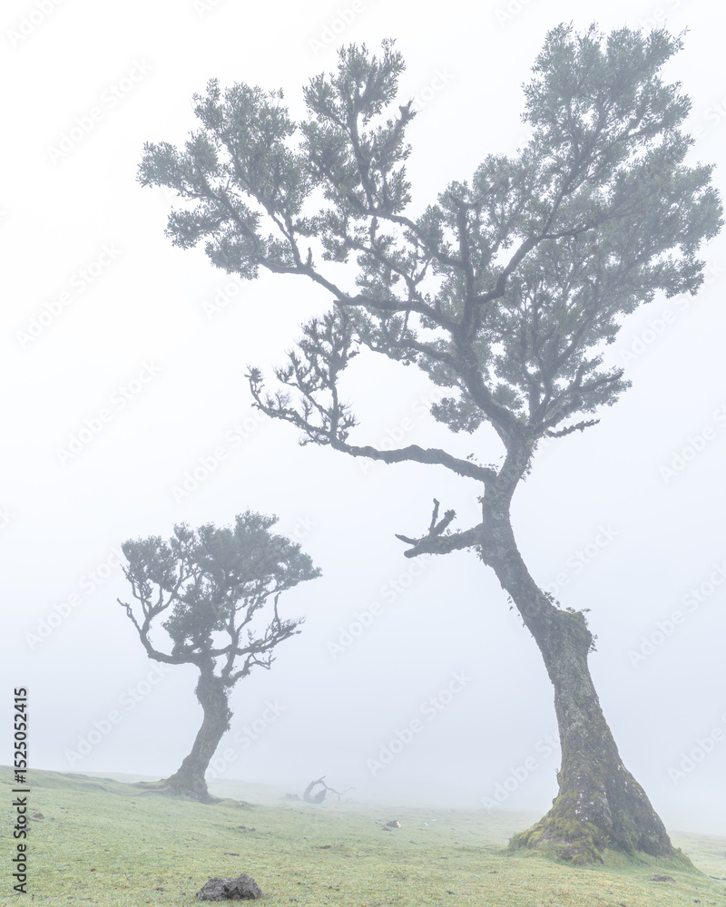 Fototapeta premium Zwei nebeneinanderstehende Bäume im nebligen Lorbeerwald von Fanal auf Madeira, moosbedeckt und umhüllt von feuchtem Dunst im Hochland des Laurisilva-Waldes