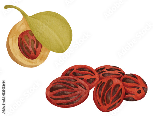 Nutmeg Fruit and Mace Spice Illustration 