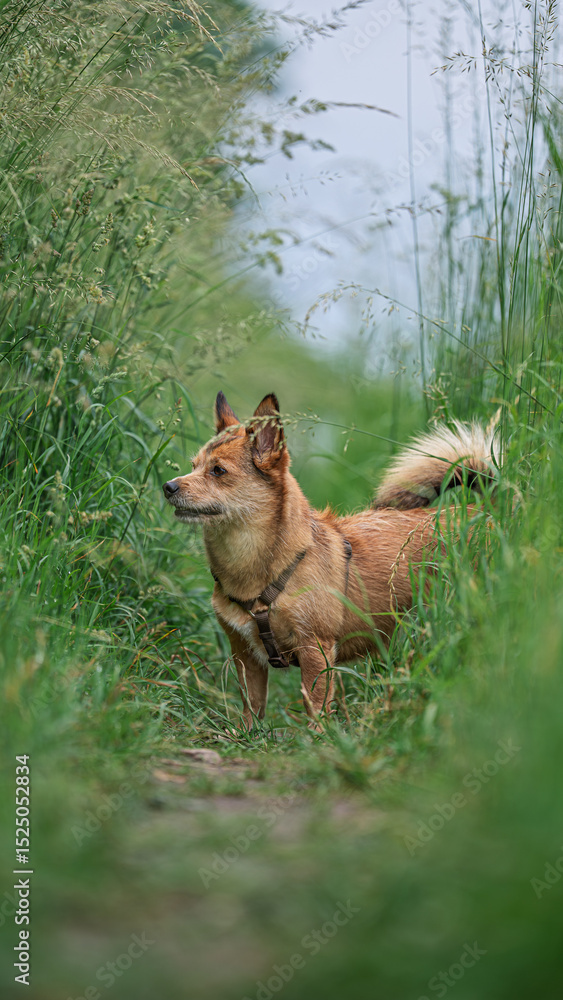 Naklejka premium Alert small brown dog with a fluffy tail standing in tall green grass, wearing a harness, looking attentively into the distance. Natural outdoor setting, summer, nature walk.