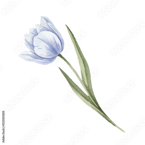 hand painted watercolor of  A single blue tulip isolated on a white 