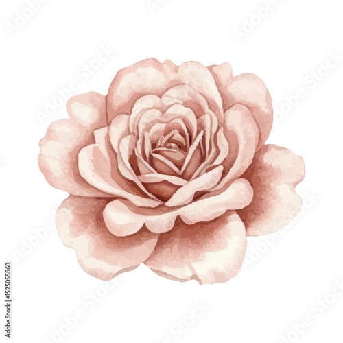 hand painted Pink rose blossom on transparent background