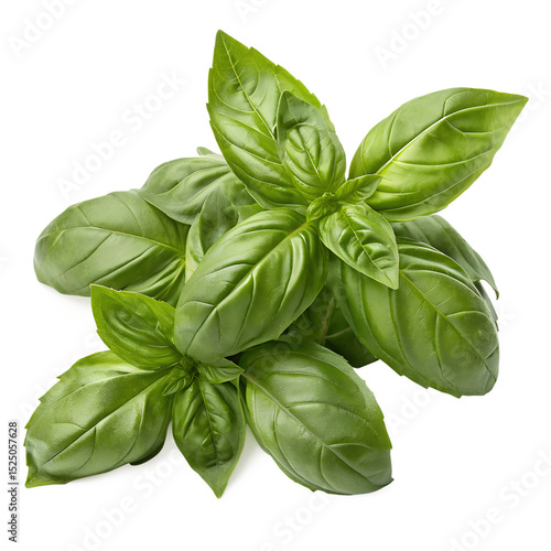 Fresh Basil Leaves Bunch, Vibrant Green, Isolated on White, 8K Crisp Texture