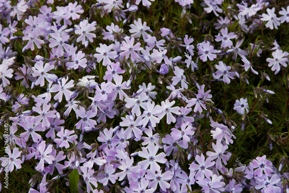 Fototapeta premium Small flowers. Phlox (creeping phlox, moss phlox, moss pink, or mountain phlox) flowers background. Many small flowers for background, top view Bright floral carpet covering the ground, spring flowers