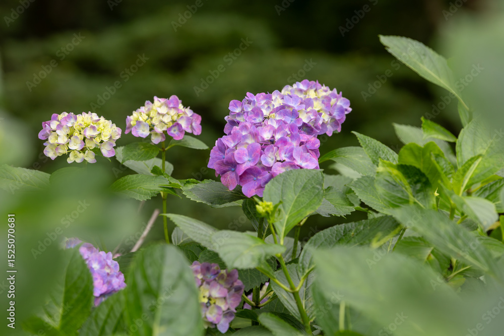 紫陽花 紫陽花