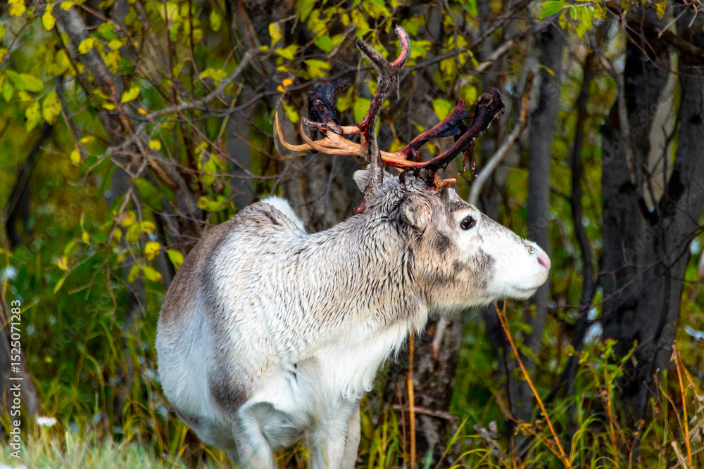 Fototapeta premium Reindeer in the Wild - Norway
