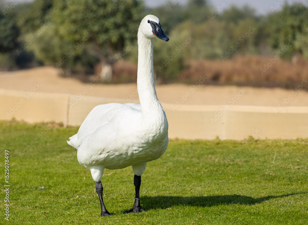 A beautiful trumpeter swan standing on the grass on a bright sunny day A beautiful trumpeter swan standing on the grass on a bright sunny day