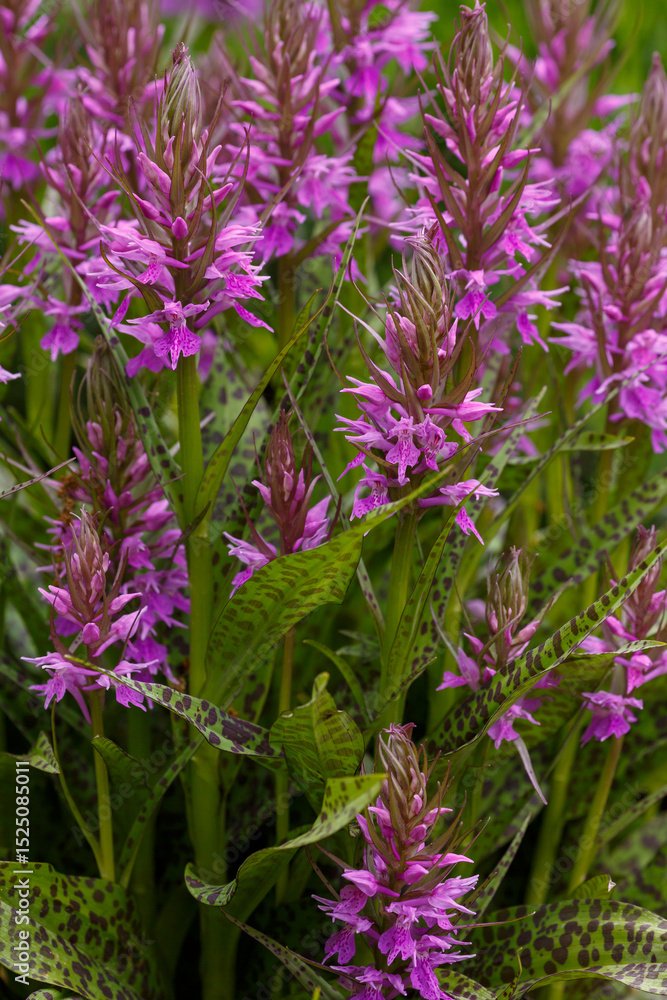 Obraz premium Dactylorhiza ( Dactylorhiza urvilleana ) is a genus of herbaceous plants of the orchid family ( Orchidaceae )
