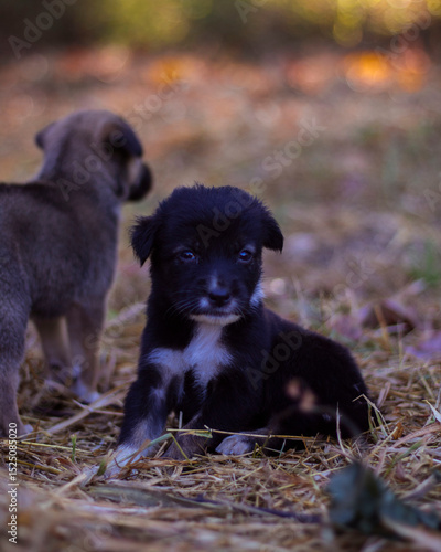 two puppies in the grass 