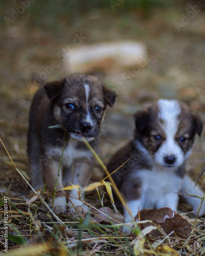 two puppies in a grass
