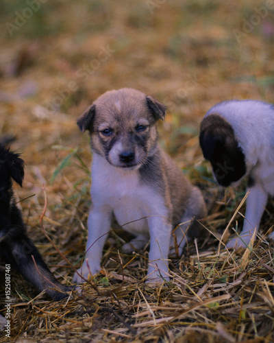 puppies sitting on the ground