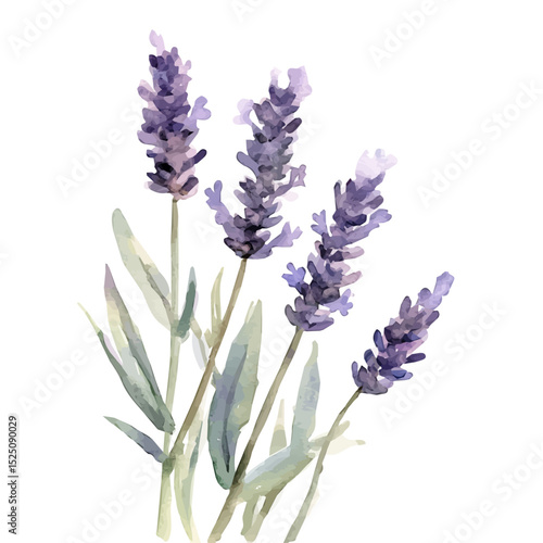 My A Watercolor illustration, lavender branch flowers painting isolated on a white background, illustration, AI painting design, vector set, eps format design,