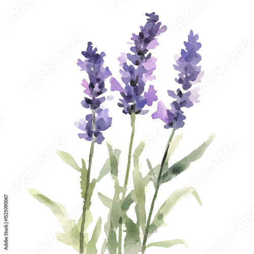 My Watercolor illustration, illustration lavender branch painting isolated on a white background, illustration, AI painting design, vector illustration set, eps format