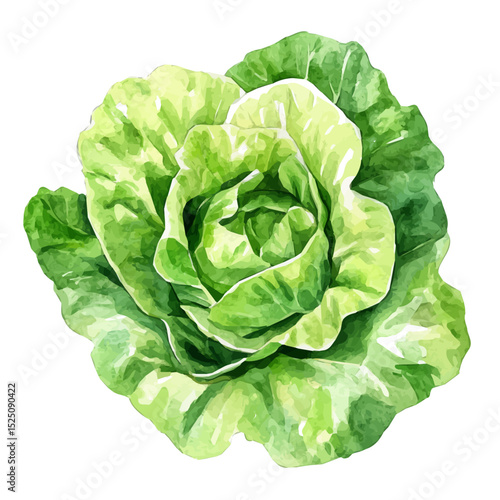 My Watercolor illustration, illustration green lettuce painting isolated on a white background, illustration, AI painting design, vector illustration set, eps format