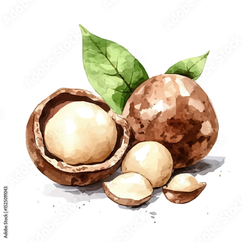 My Watercolor illustration, illustration macadamia painting isolated on a white background, illustration, AI painting design, vector illustration set, eps format	