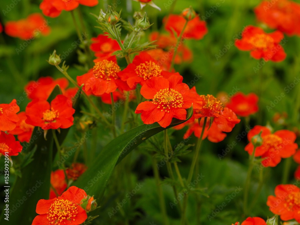 Fototapeta premium Geum coccineum in summertime. Red flowers of Geum coccineum in green background