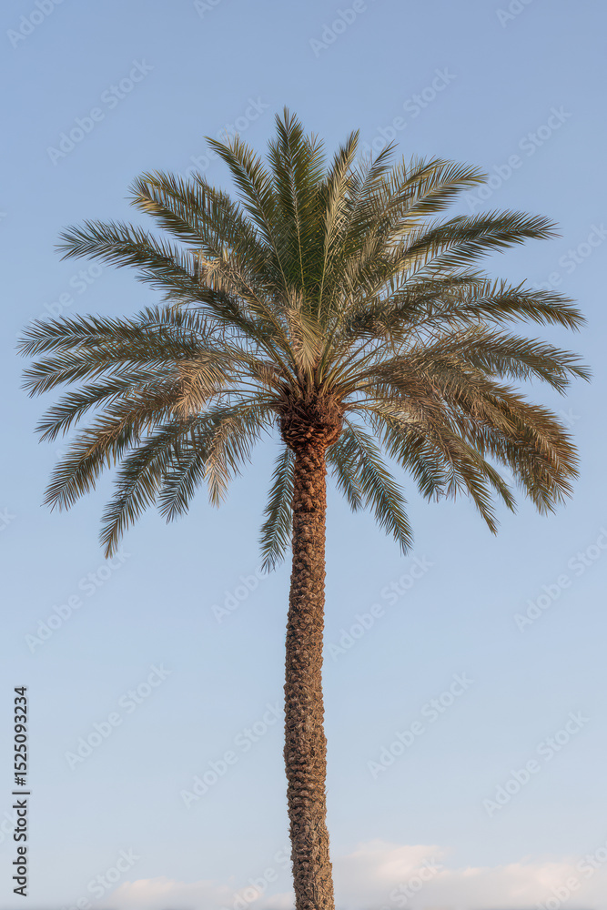 Obraz premium tropical palm tree viewed from below against clear sky soft lighting enhances serene atmosphere