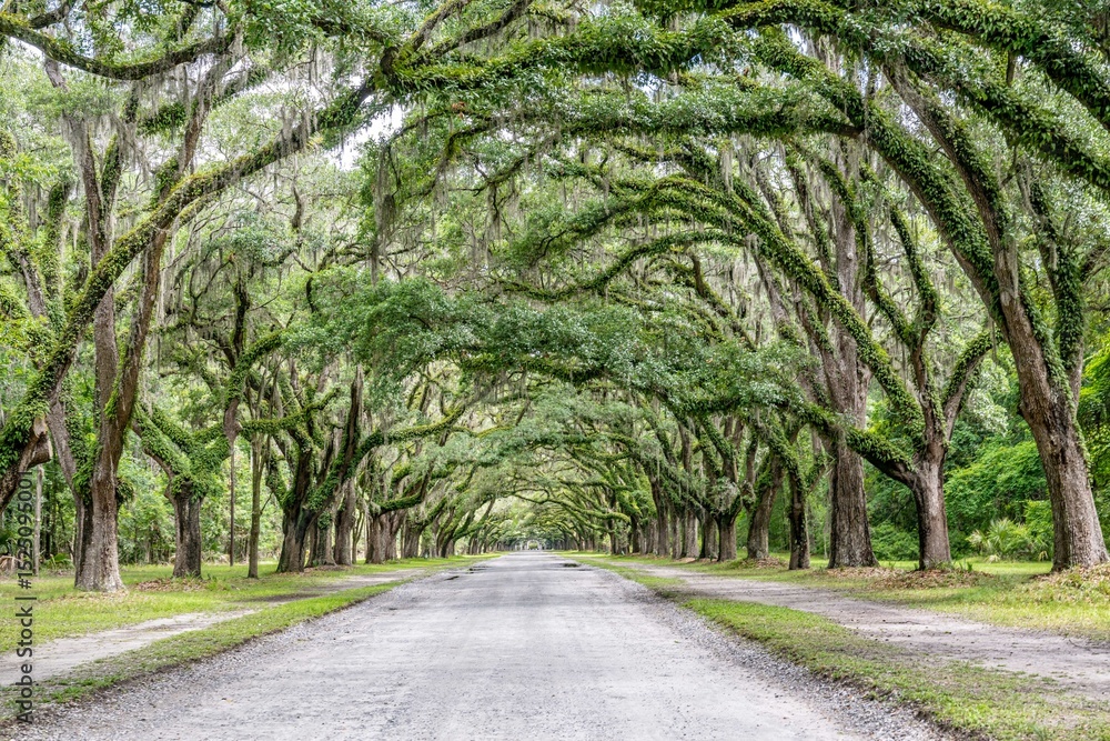Fototapeta premium wormsloe historic site, savannah, georgia