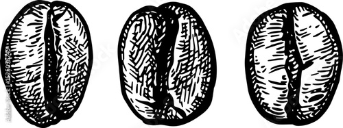 Coffee beans ink sketch.