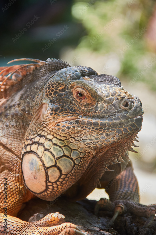 Obraz premium iguana in the zoo