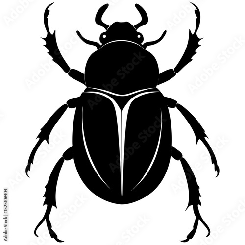black beetle isolated on white background