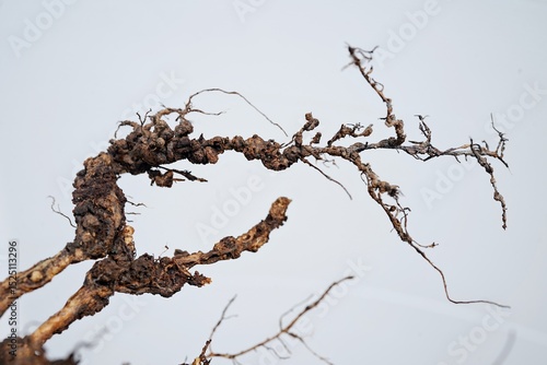 Root-knot disease caused by nematodes in guava
