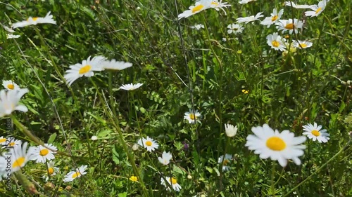 White oxeye daisies blooming among vibrant green grass and wildflowers, creating serene summer landscape with natural beauty and peaceful countryside charm