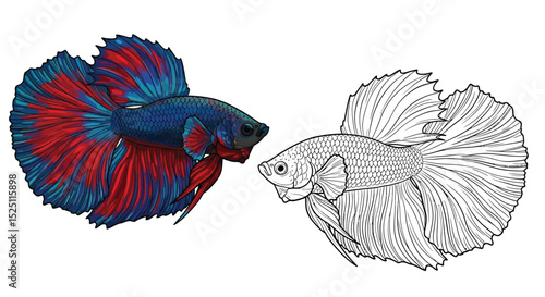Betta Fish Coloring Page with One Vibrant Colored and One Outline Illustration for Kids