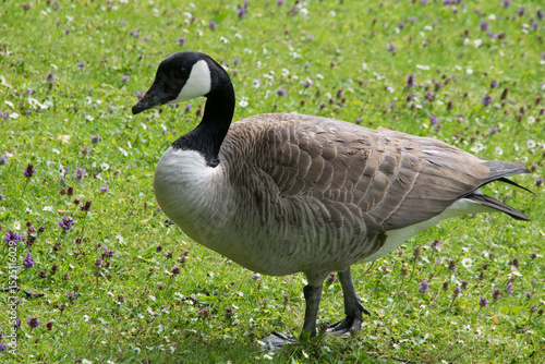 Kanadagans auf Rasen