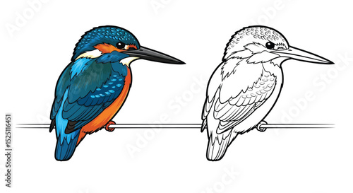 Common Kingfisher Coloring Sheet Featuring Full Color and Clean Line Art for Young Bird Lovers
