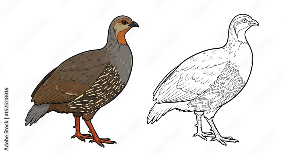 Fototapeta premium Grey Francolin Coloring Page Featuring Full Color and Outline Bird Illustration