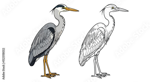Grey Heron Coloring Page Presenting Colored and Outline Bird Views for Learning