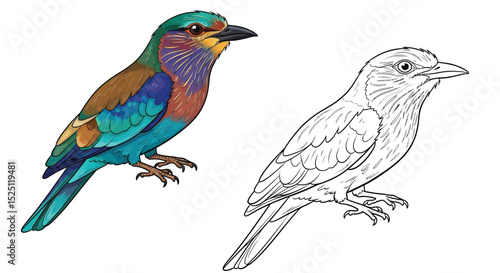 Indian Roller Bird Coloring Page Featuring Full Color and Outline Bird Views