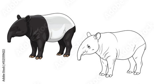 Malayan Tapir Coloring Page with Colored and Outline Contrast for Animal Education