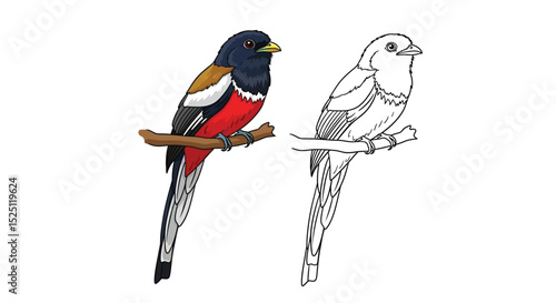 Malabar Trogon Coloring Page Presenting Realistic and Outline Bird Views