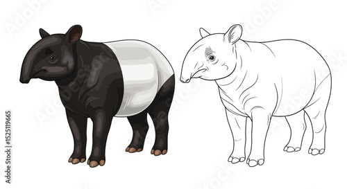 Malayan Tapir Coloring Page Featuring Colored and Outline Animal Illustrations