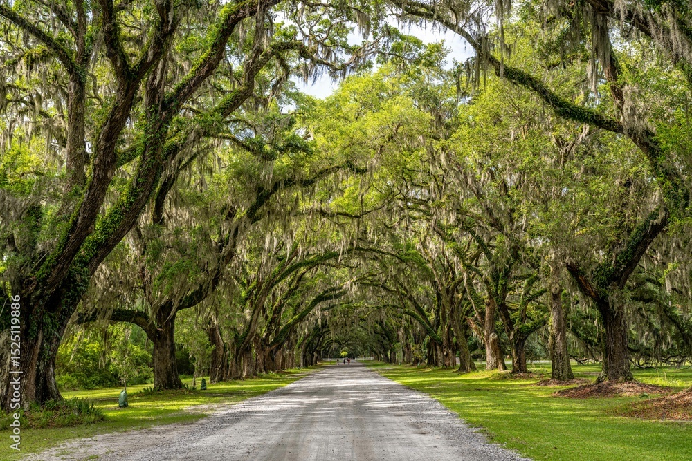 wormsloe plantation, georgia wormsloe plantation, georgia