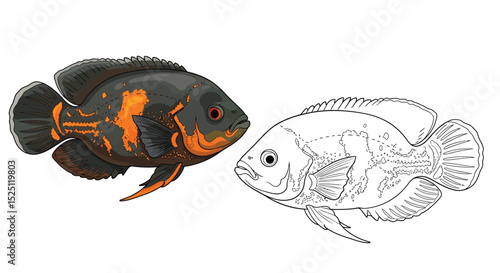 Oscar Fish Coloring Page Presenting Colored and Outline Fish Views for Learning