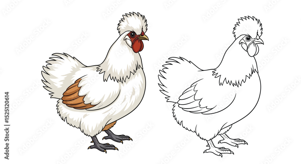 Fototapeta premium Silkie Chicken Coloring Page Presenting Colored and Outline Chicken Illustrations